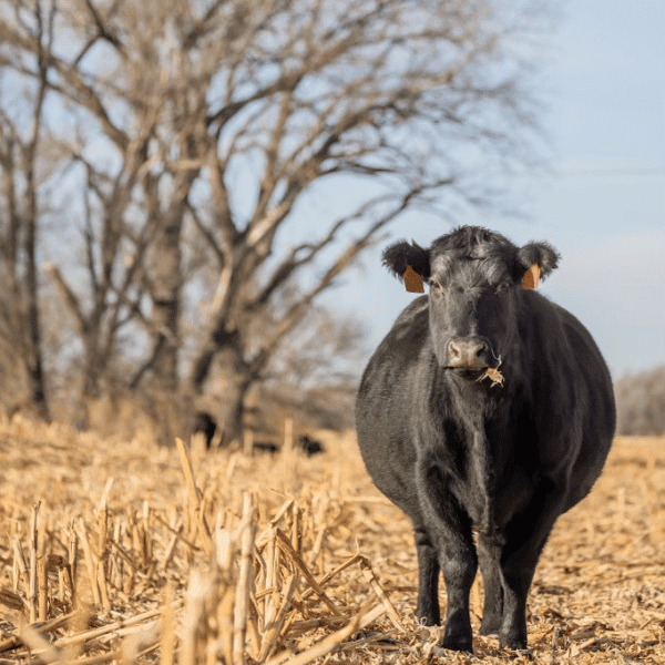 bull in nebraska