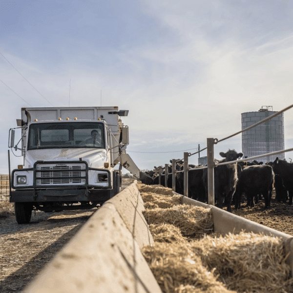 truck passing by cattle