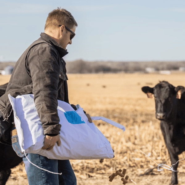 farmer feeding cattle